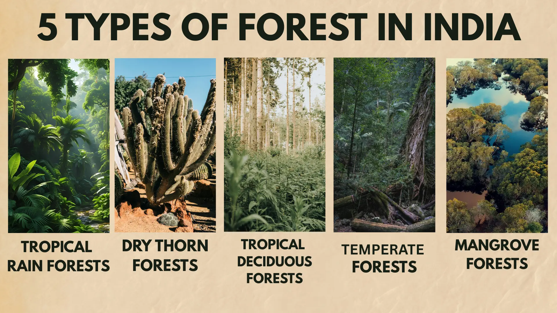 List of 5 type of forest in India. 1. Tropical rain Forests 2. Dry Thorn Forests 3. Tropical Deciduous Forests 4. Temperate Forests 5. Mangrove Forests